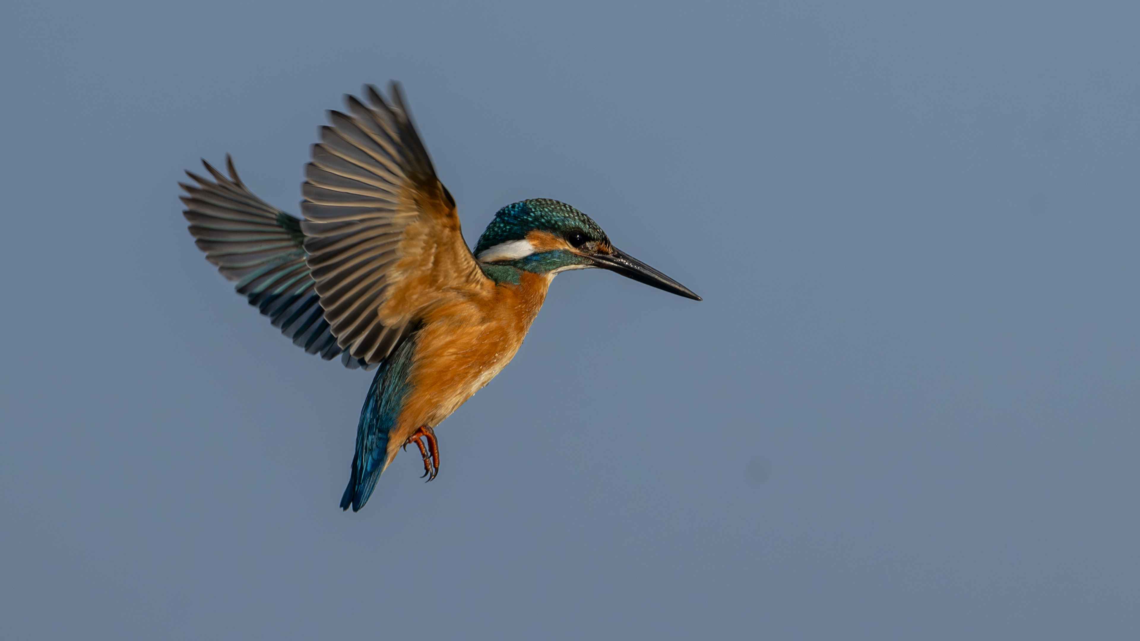 Yalıçapkını